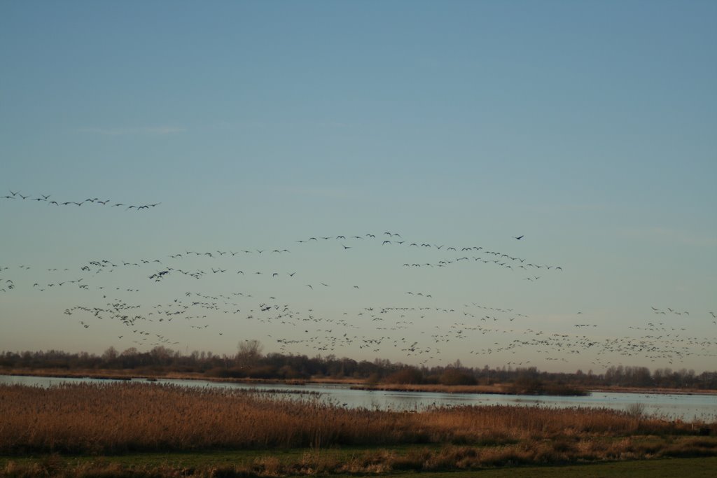 Ganzen in Jan durks polder by pieter.visser