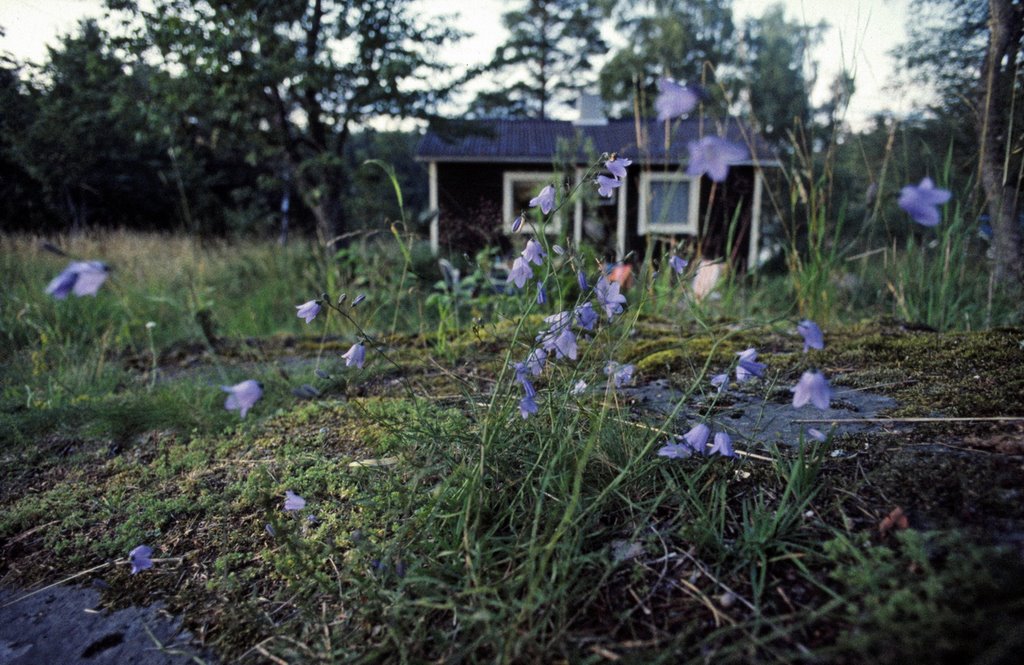 Cabin at Bjarsjön 1984 by martingroth