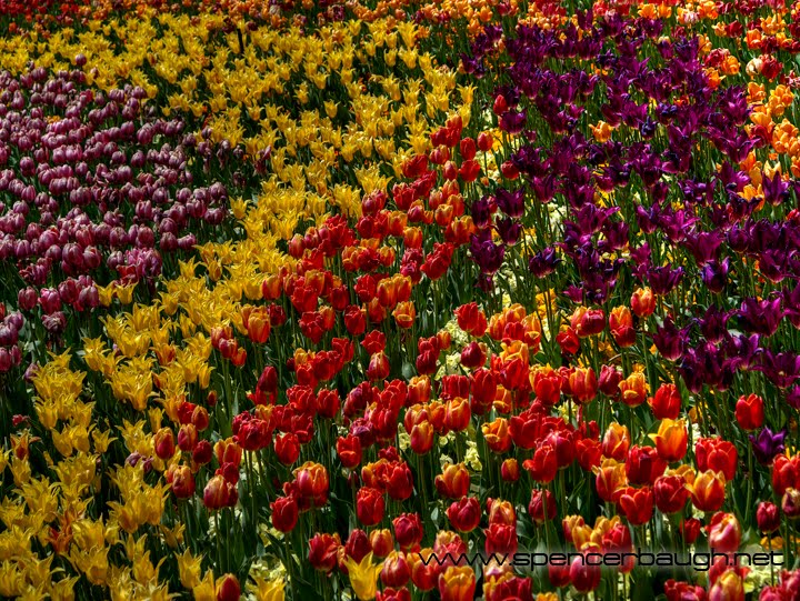 2013 thanksgiving point tulip festival by spencer baugh