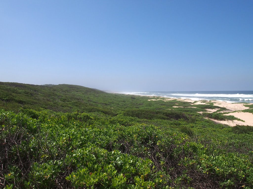 Tuggerah Beach Trail by WoollyMittens