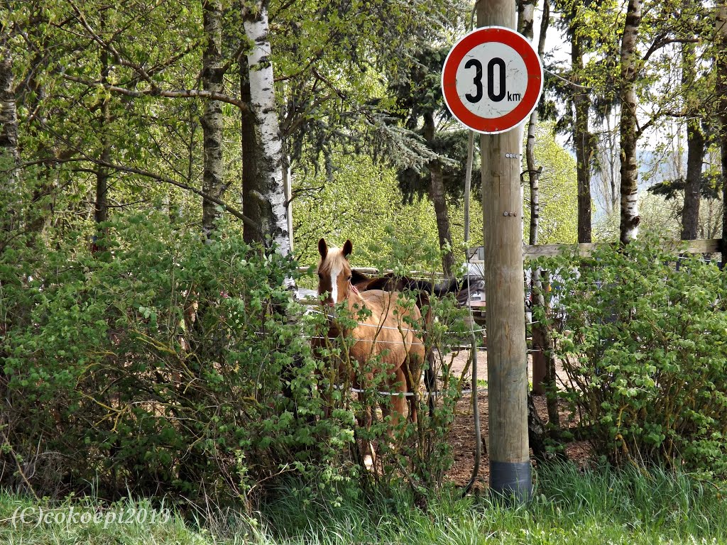 Frühling am Steinbacher Berg by co-koe