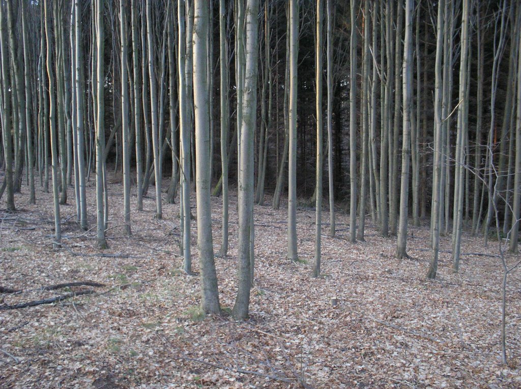 Ein Stück Wald auf dem Weg nach Lobendava by Enrico_Weber