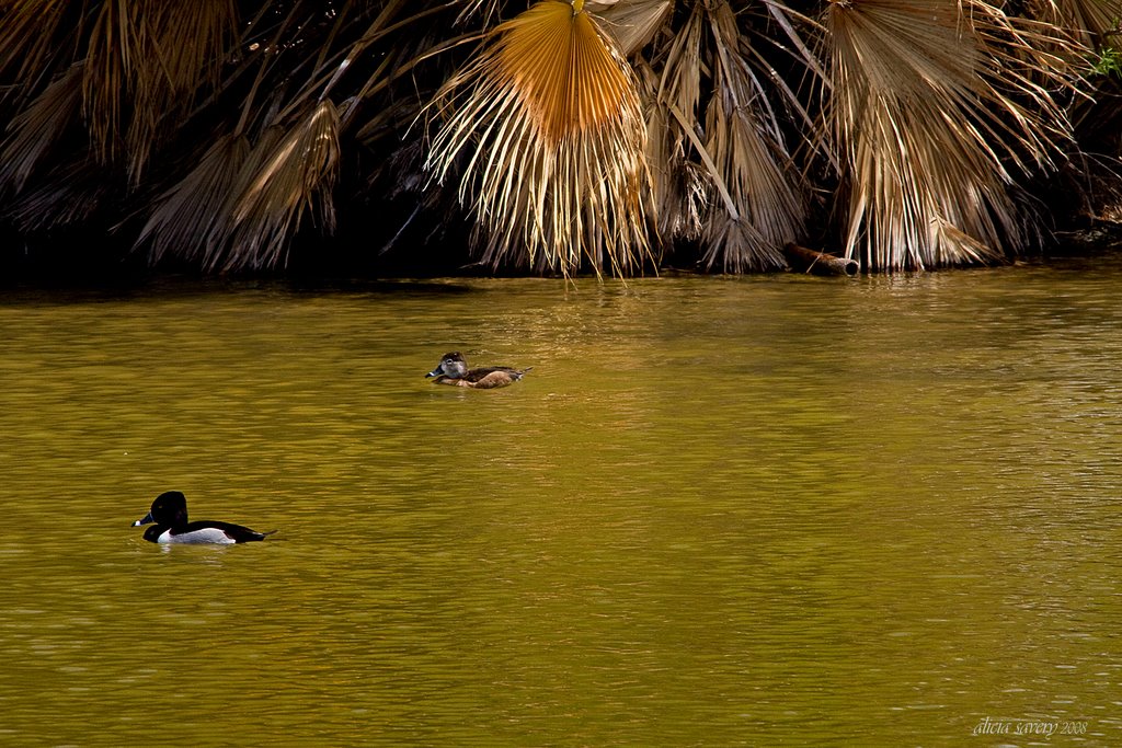 Papago Park Couple by aisavery