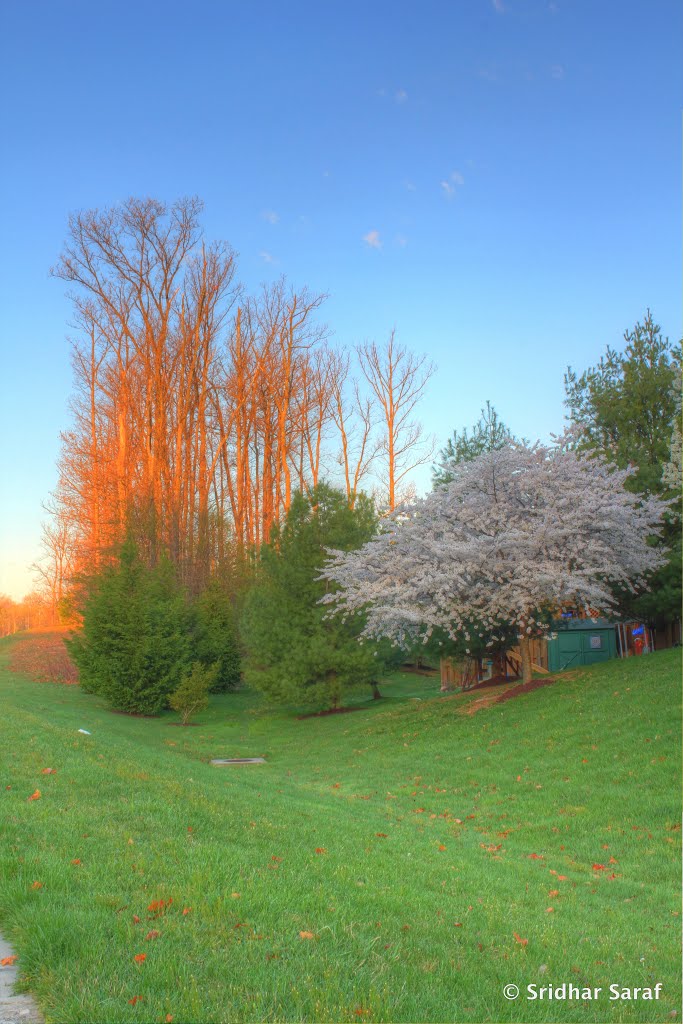 Spring Time on Lyons Mill Road, Owings Mills, Maryland (USA) - April 2013 by Sridhar Saraf