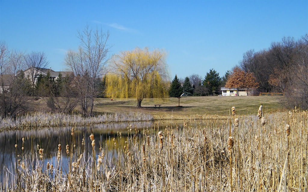 Spring Willow, Ham Lake, Minnesota by © Tom Cooper