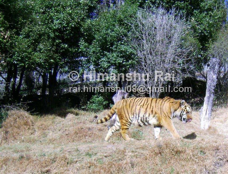 Siberian Tiger at Nainital High altitude Zoo by himanshurai_07