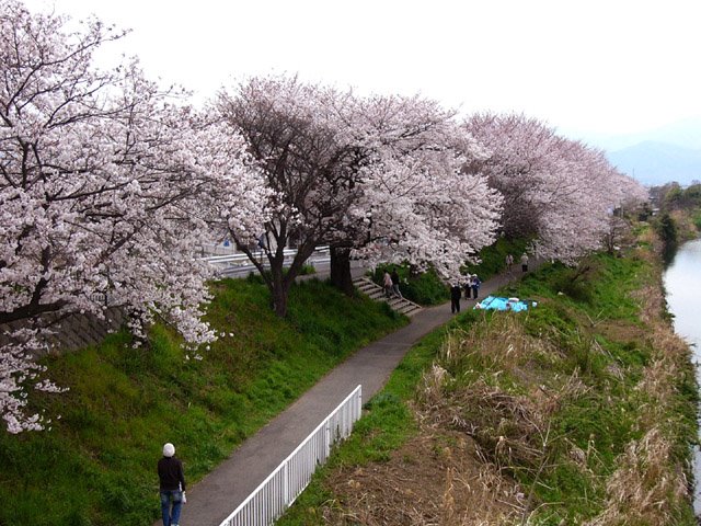 花水川西畔の桜並木 by sws.sano