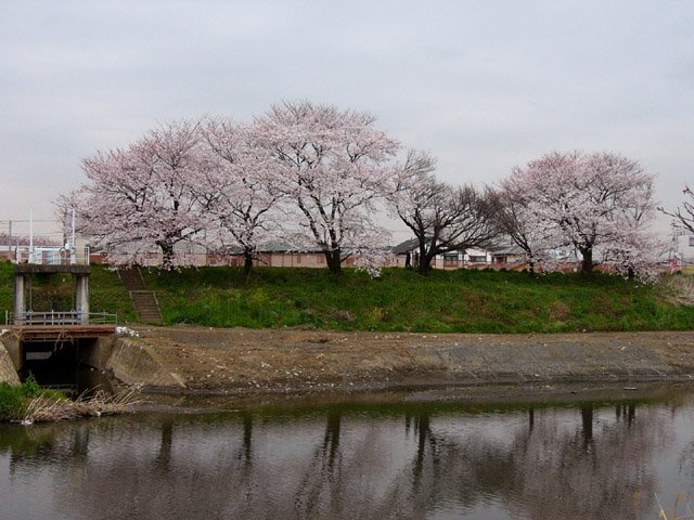 花水川東畔の桜 by sws.sano