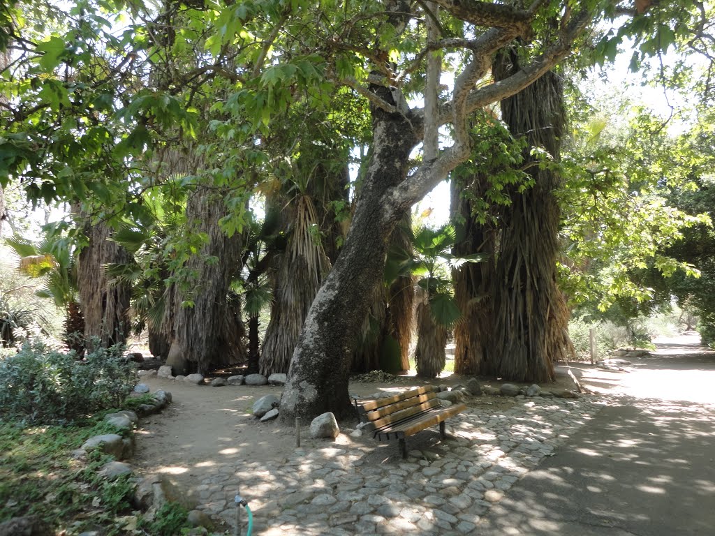 Rancho Santa Ana Botanic Garden by Gregory Dyer