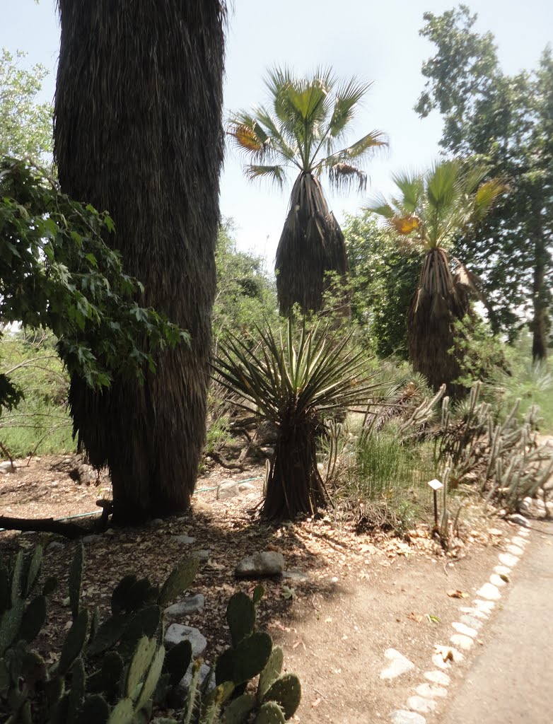 Rancho Santa Ana Botanic Garden by Gregory Dyer