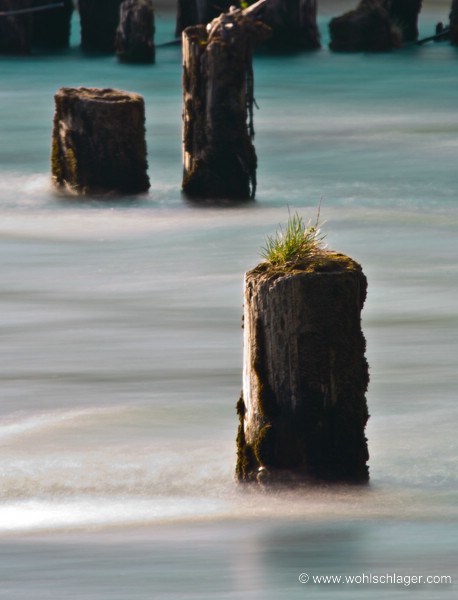 Stümpfe im Wasser by www.wohlschlager.com