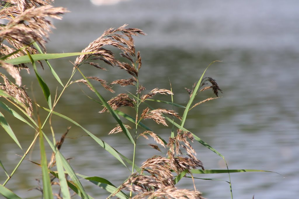 Grasses by mikerc