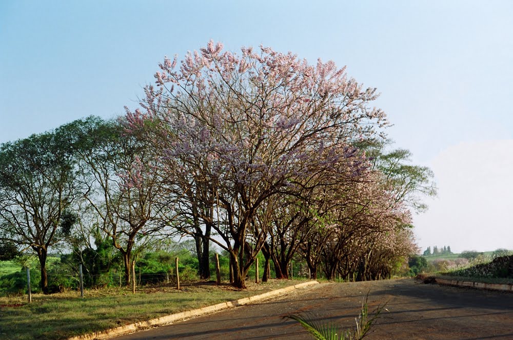 Entrada Da Fazenda by Zekinha