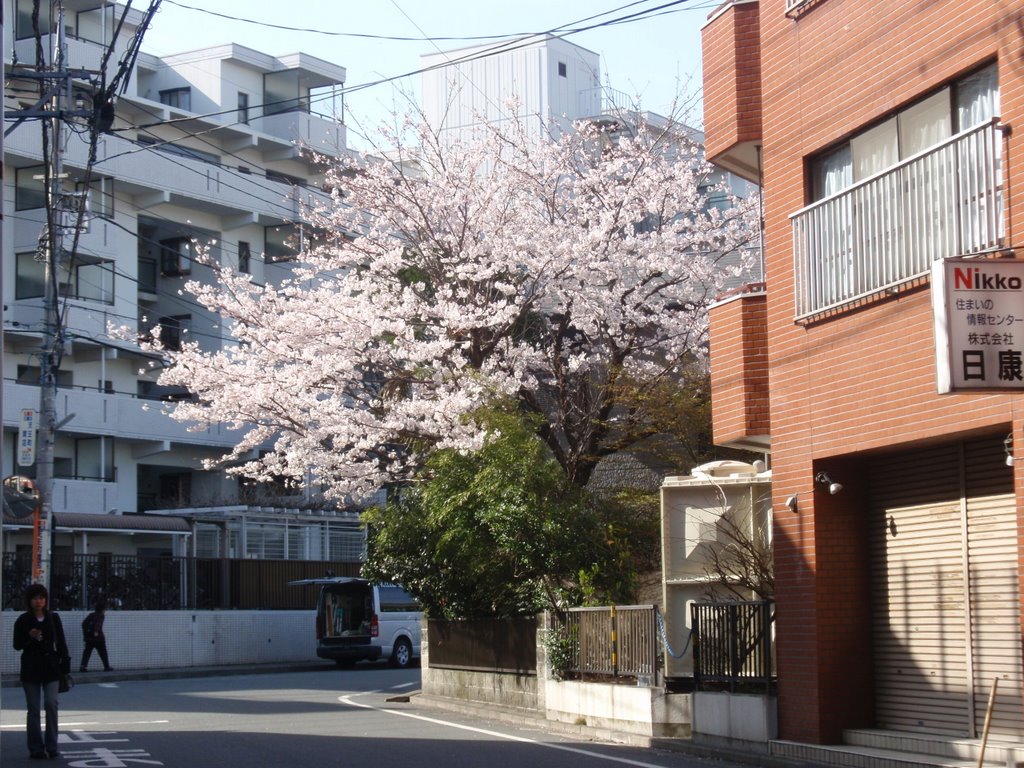 Cherry-blossom time in Yokohama by avivcjs1