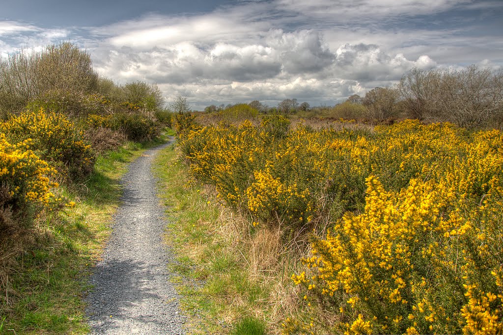 Track way by Tankaroonies