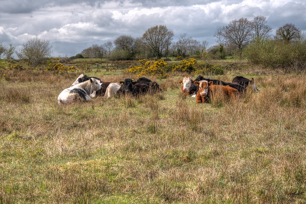 Cattle field by Tankaroonies