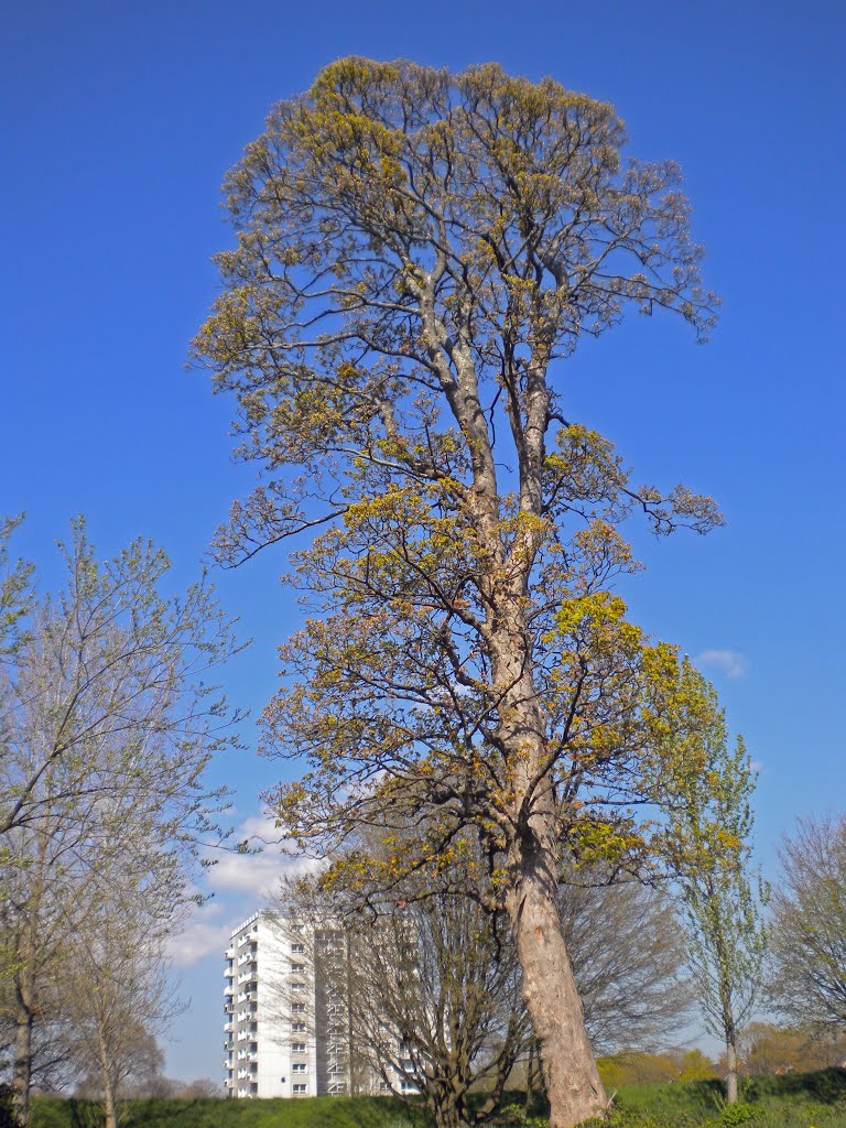 Llandaff by David Owen