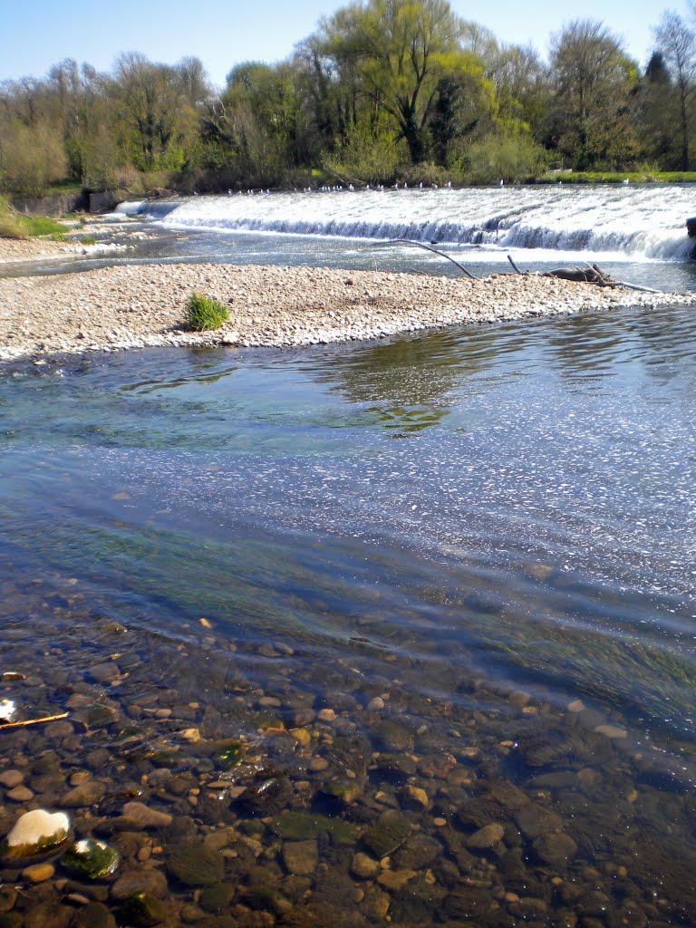 River Taff, Llandaff by David Owen