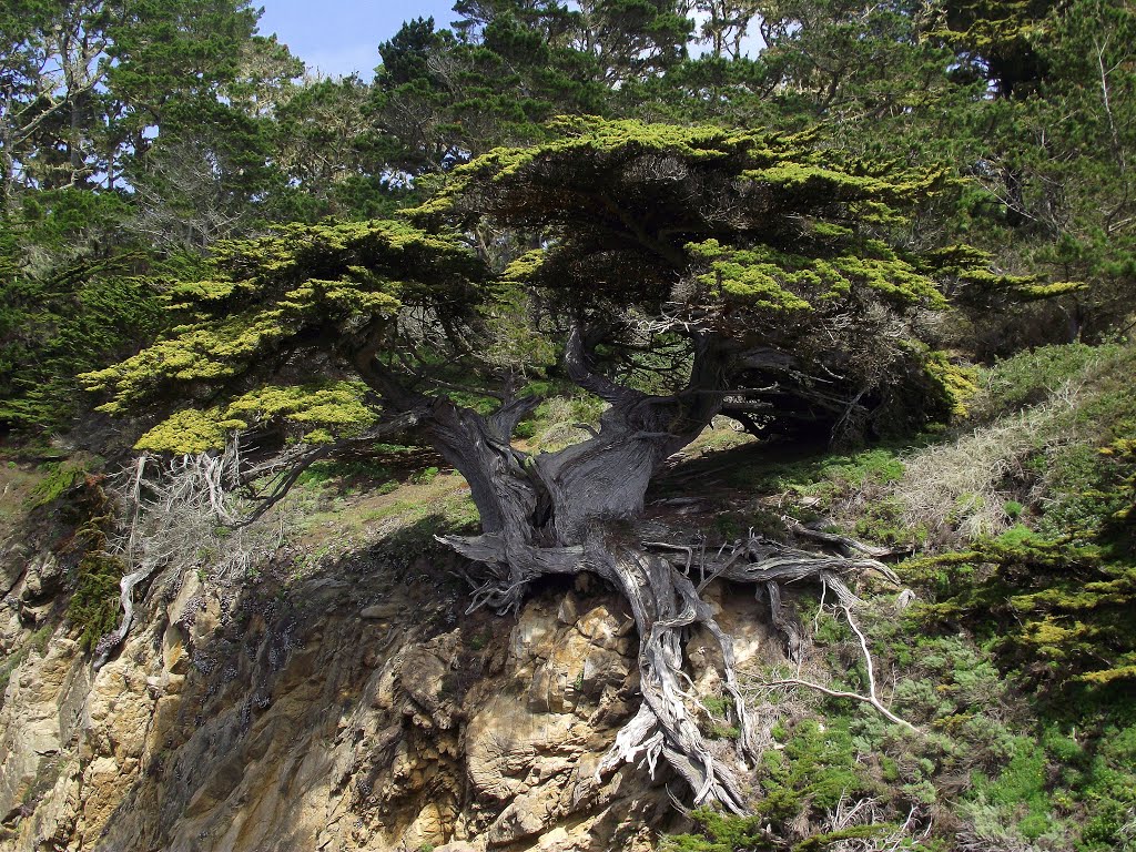 Point Lobos by jack72