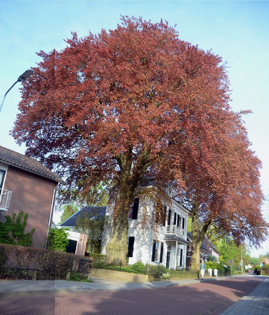 The majestic red beeches in the garden of this villa dominate the streetview at 3 May 2013 by Henq