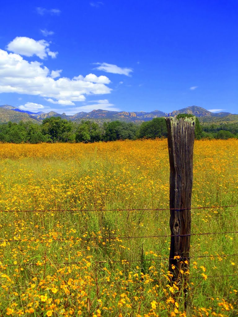 Yellow wildflowers, Fort Rucker, AZ by STS1SS