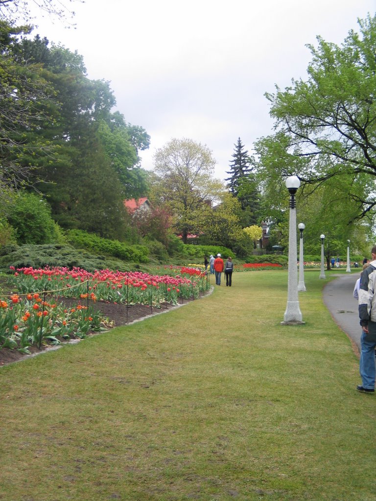 Tulip Festival by Scott McIntosh