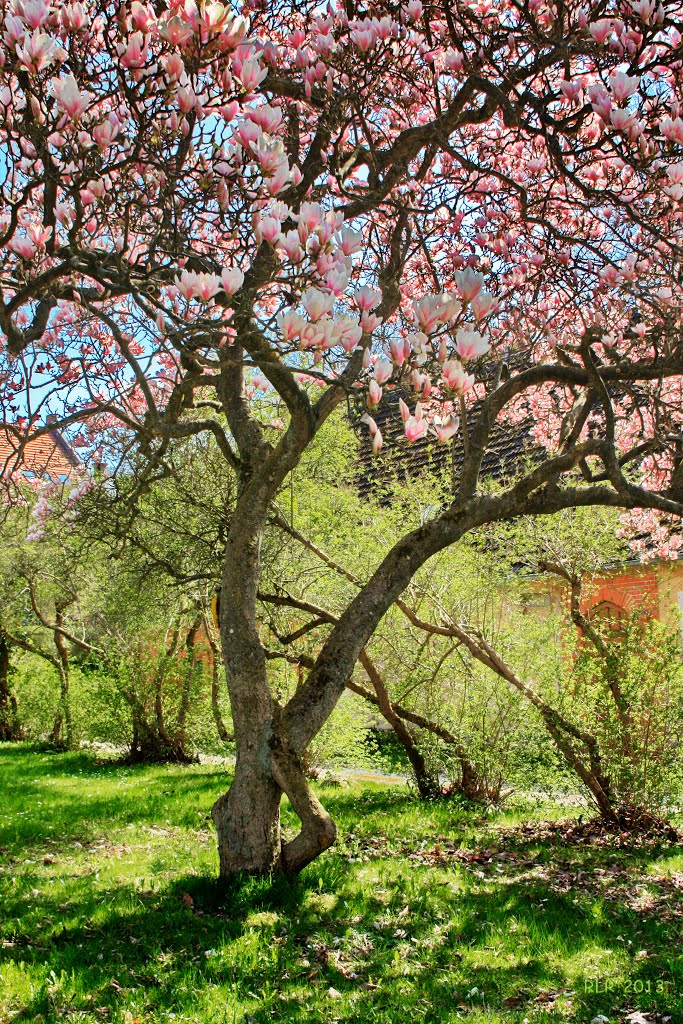 Magnolie im Kloster Malchow by Mecklenburg pro Panoramio