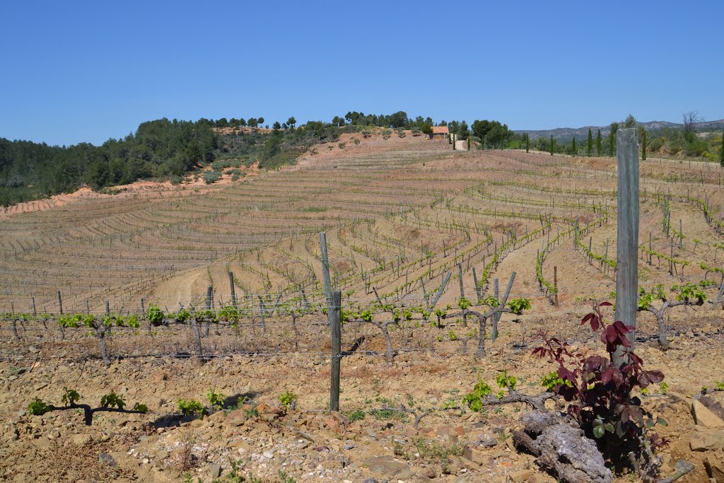 Clos Berenguer: el rosal custodia la Garnatxa, abr.2013 by Can Tres