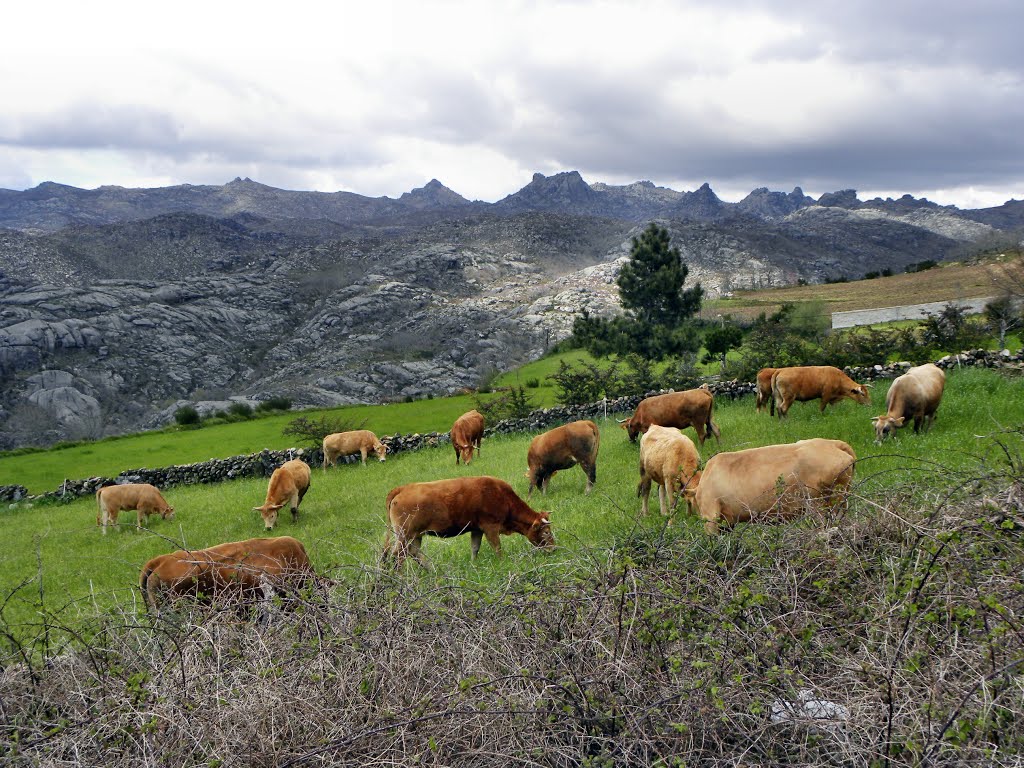 Vacas en Pitões by jesussimon