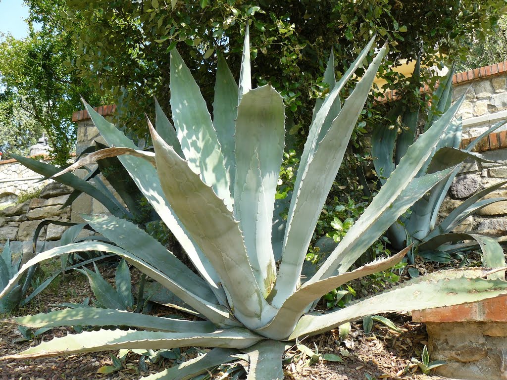 Agave - Fam. Agavaceae by Renato Aldo Ferri