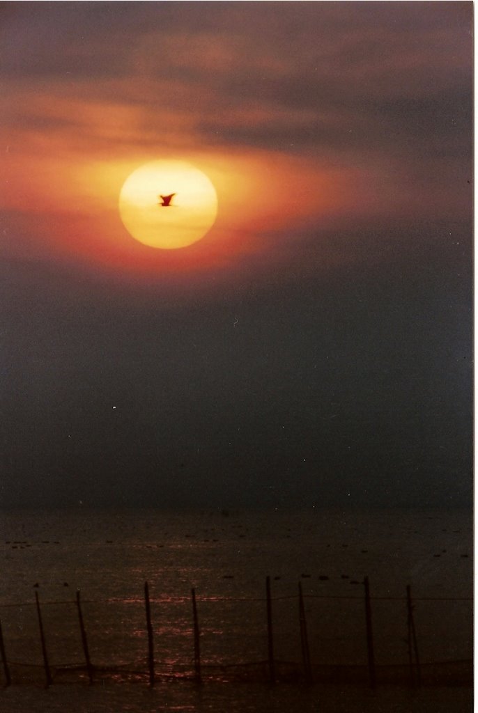 Puesta de sol en la albufera by capas