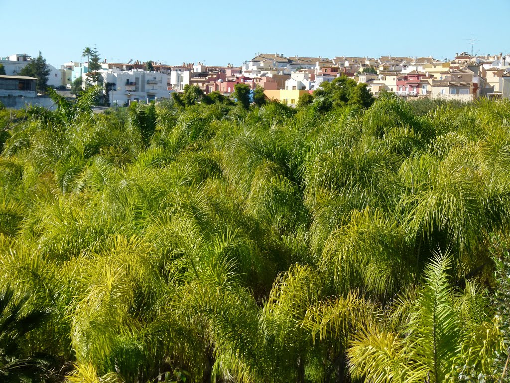 ESTEPONA (Costa del Sol). Málaga. 2012. 03. Vivero. Al fondo, Cancelada. by Carlos Sieiro del Nido