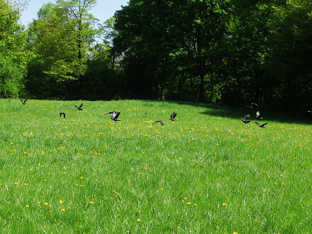 Black on green by Henu1