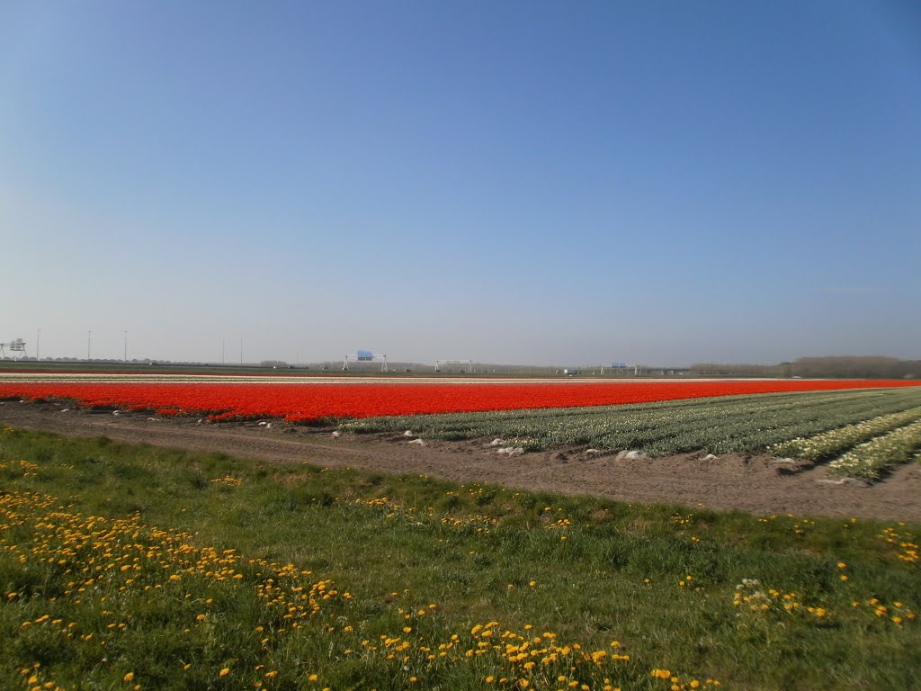 Tulpenveld te Almere by harold40