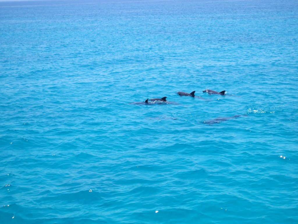 Dolphins by Ján Mesároš