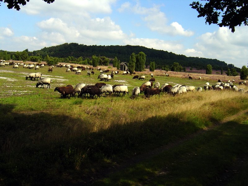 Heidschnucken in der Heide by berni1948