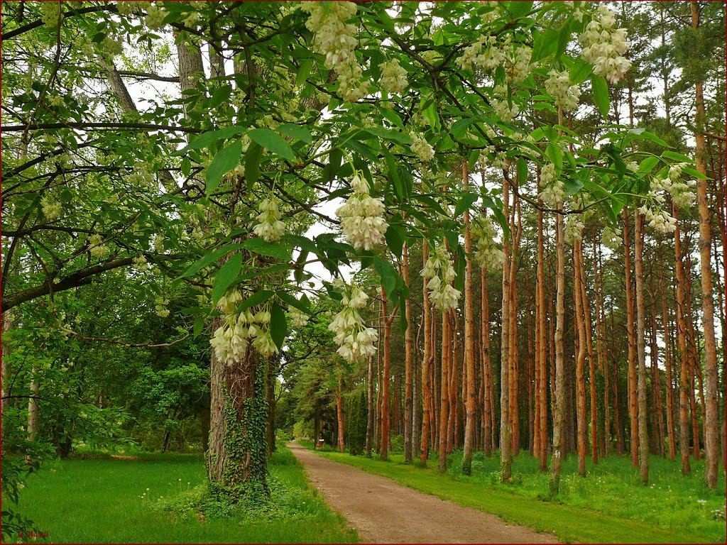 Kámoni arborétum by Bozor Magdi