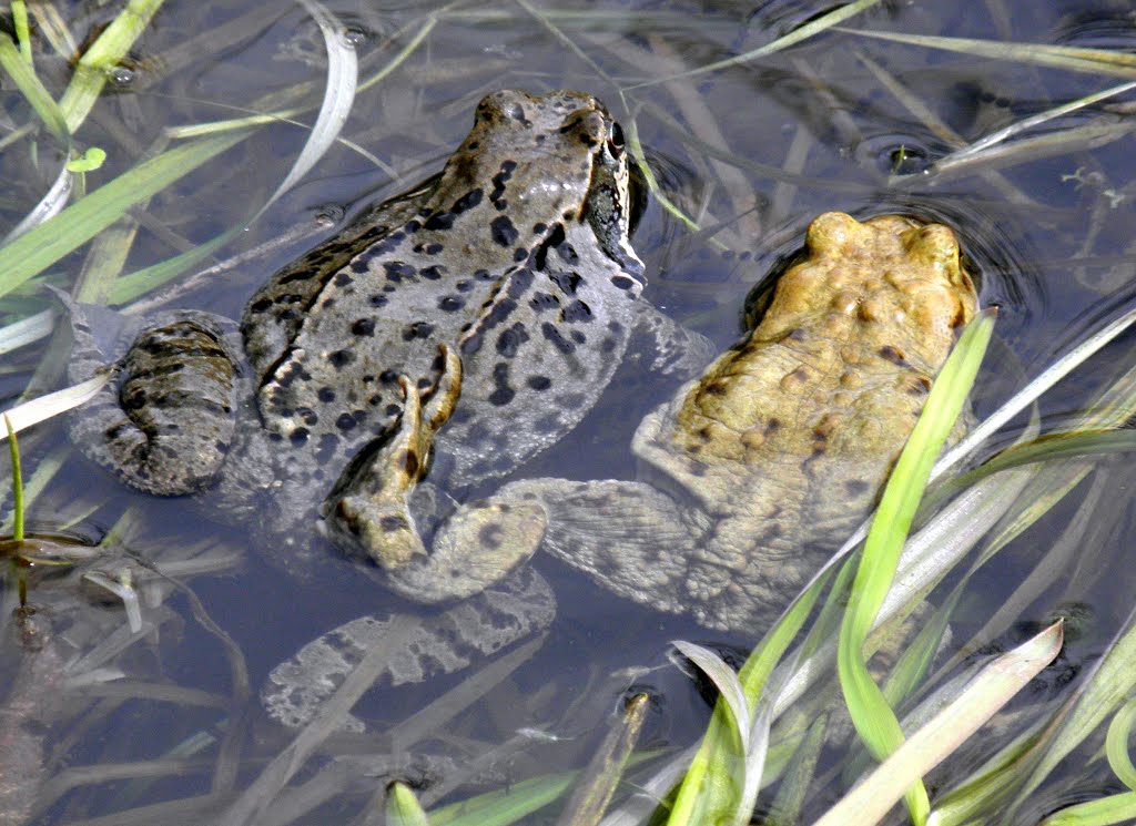 Grasfrosch (Rana temporaria) mit Erdkröte by Hans Ulrich H