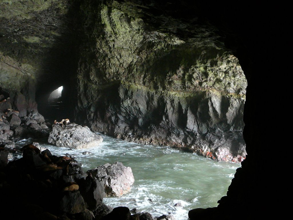 Sea Lion Caves by nabyn