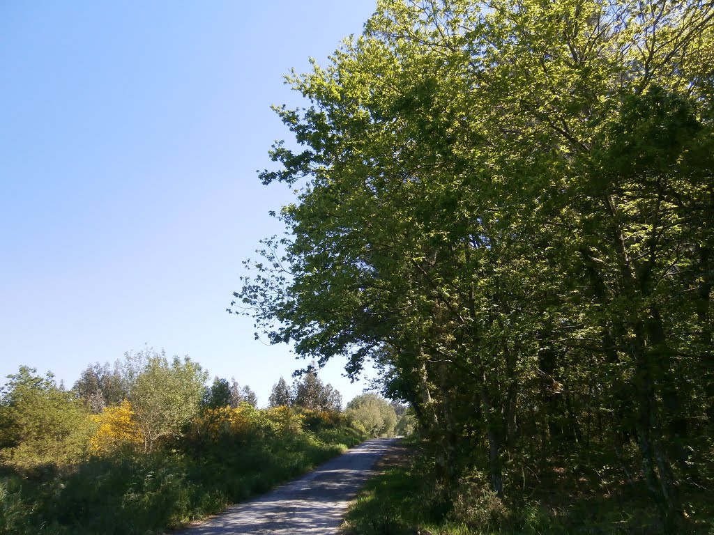 Camino portugués fresca sombra by Embarcadeiro