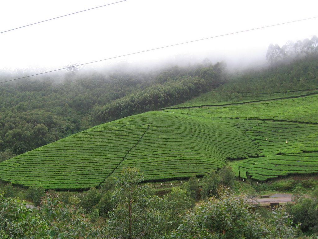 Munnar-KDHP Tea Gardens by sasheeraj