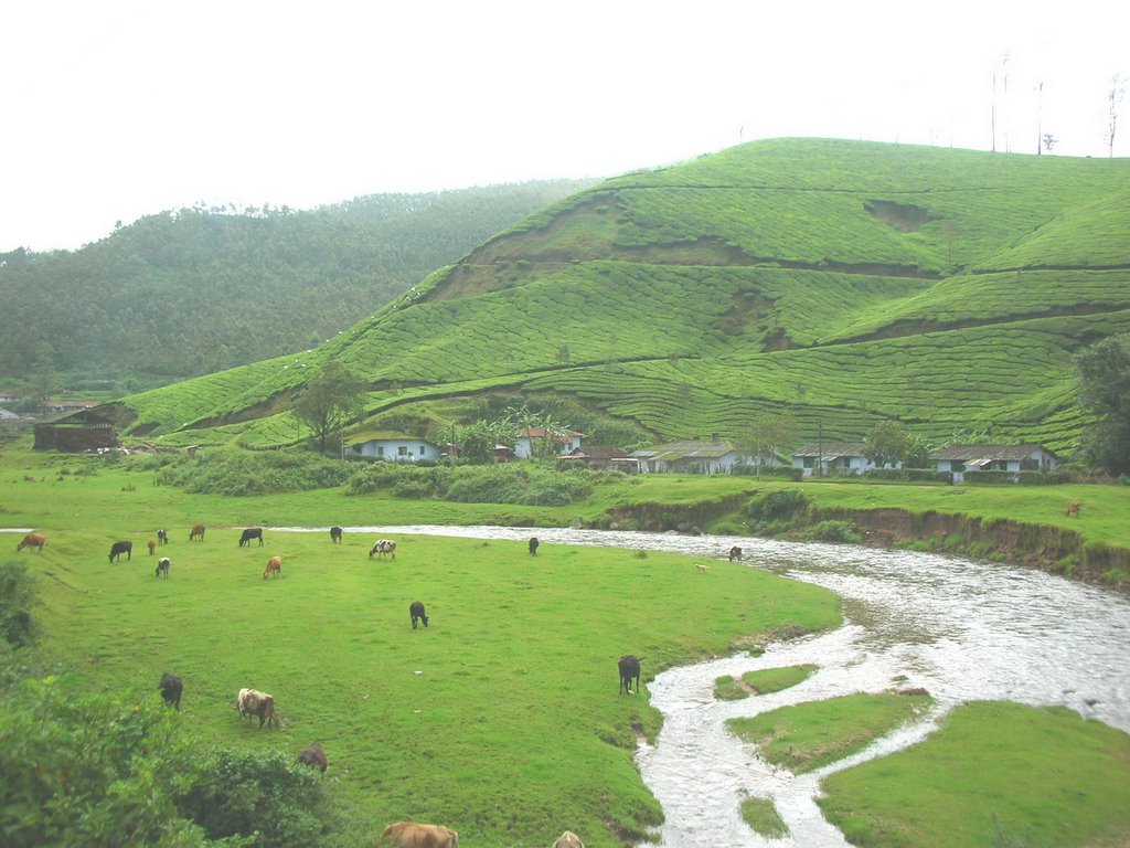 Munnar-Rajamalai by sasheeraj