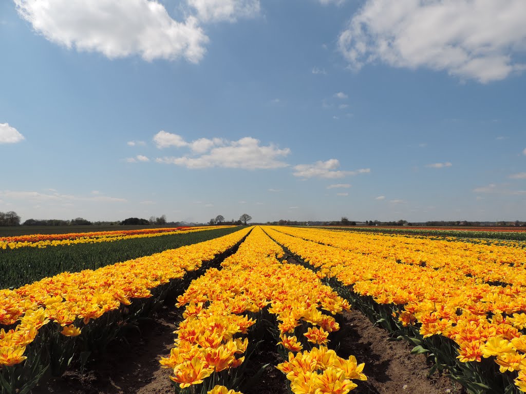 Tulpenvelden by bresie