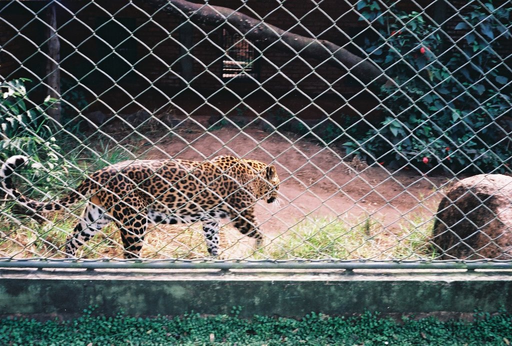 Leopardo (zoológico de Bauru) by Luzia Frata