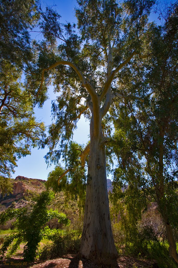 Boyce Thompson Arboretum State Park, Arizona Gum Tree by Tom D Ringold