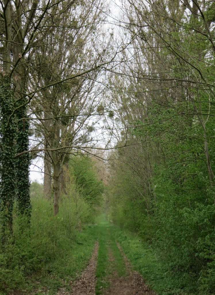 Holle wandelweg Genoelselderen by Geert Budenaerts