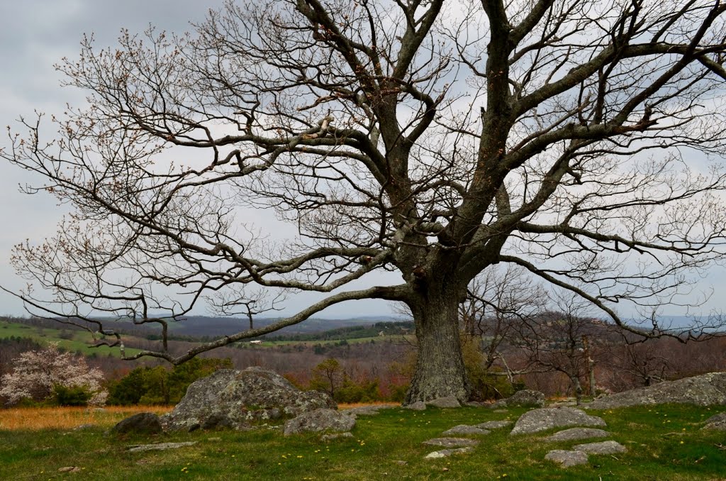 Tree on Grassy Knoll by Justin P