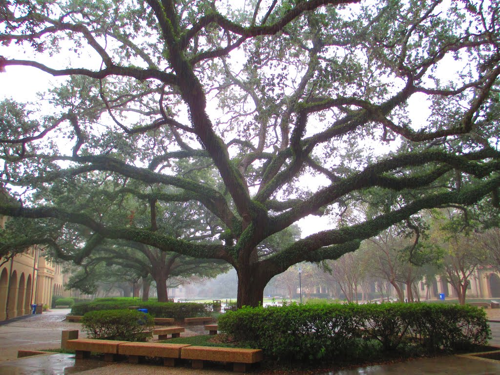 LSU Quad by gan_ling