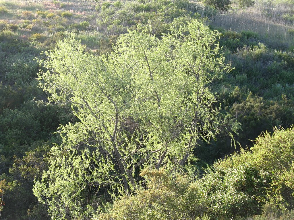 Luminious Tree by matthew.j.kidd