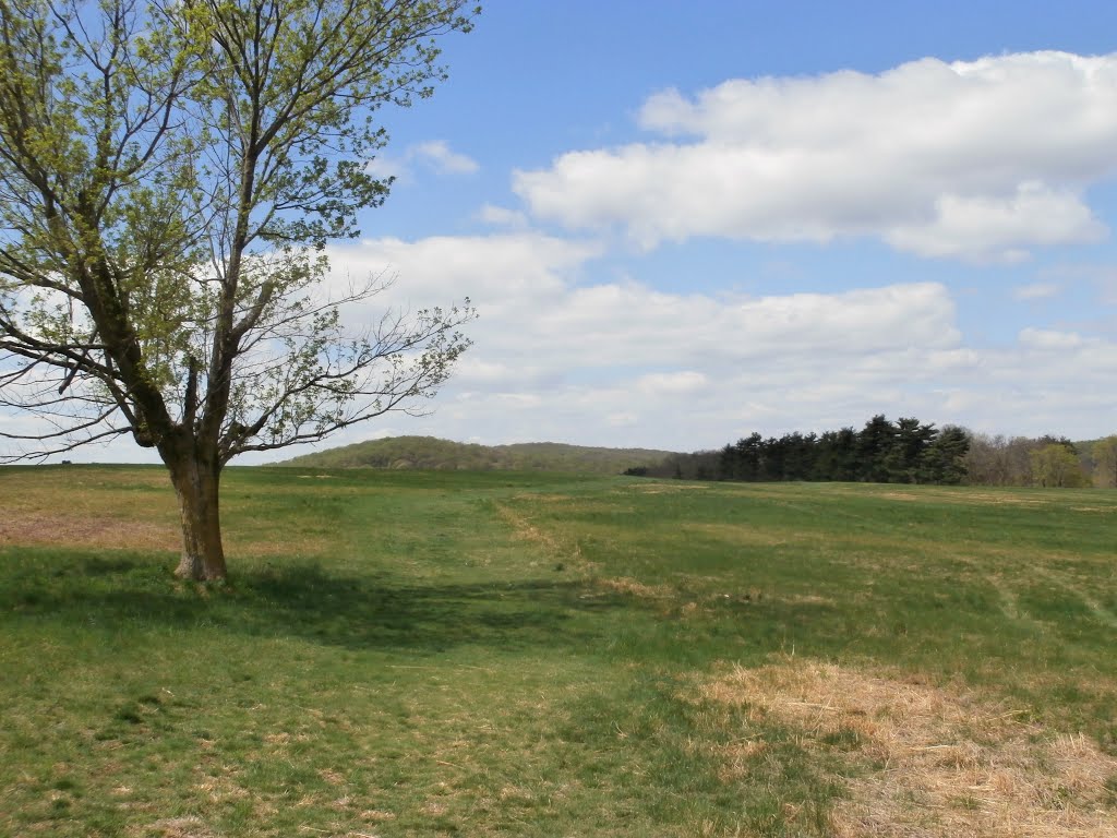 Lone tree at Valley Forge by chris1073